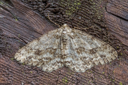 The Engrailed © Derek Parker 2020