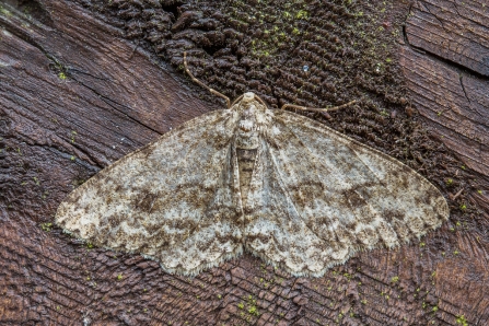 The Engrailed © Derek Parker 2020