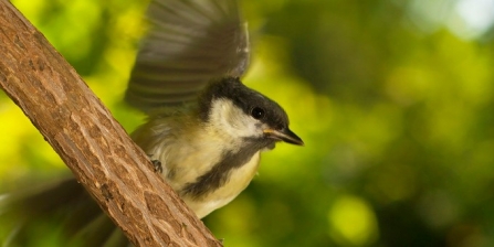 Great tit (c) Neil Aldridge