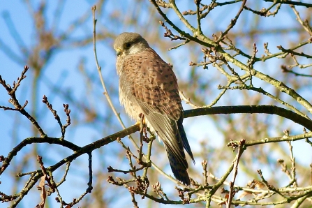 Kestrel © Nidge Nilsen 2020