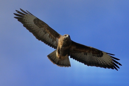 Buzzard © Nidge Nilsen 2020