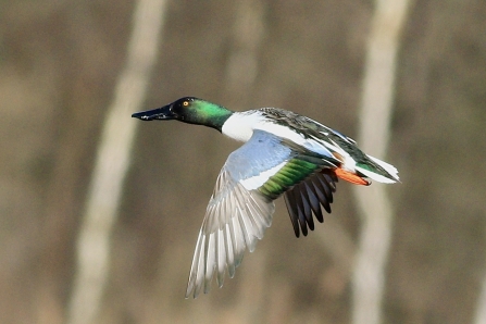 Shoveler © Nidge Nilsen 2020