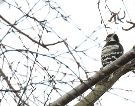 male Lesser Spotted Woodpecker (taken on 19th March) © Rob Mellor 2020