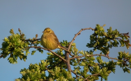 Female yellowhammer © Jon Traill