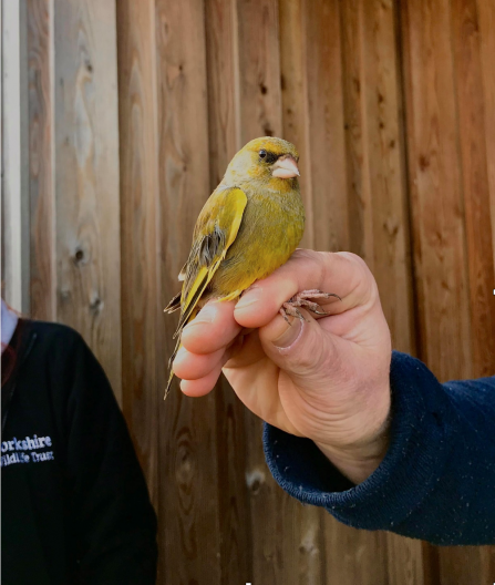 Greenfinch being held by a bird-ringer