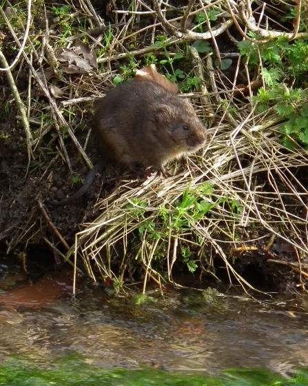 Water vole at North Newbald Beck © Jon Traill