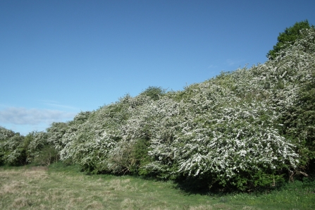 Hawthorn trees in full bloom © Jon Traill