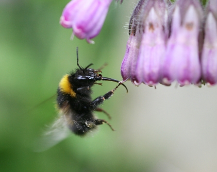 Garden bumblebee (c) Penny Frith