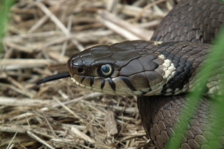 Grass snake © Jon Traill