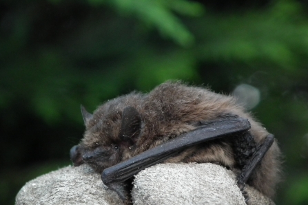 Pipistrelle © Jon Traill