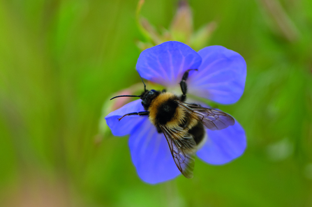 Garden bumblebee (c) Chris Gomersall