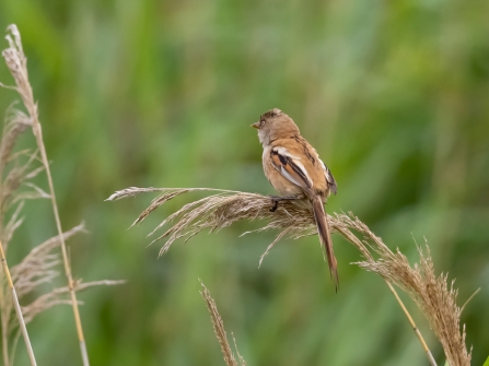variant female Bearded Tit 8th July © Paul Paddock 2020