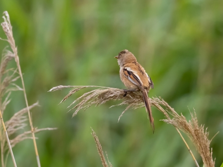 variant female Bearded Tit 8th July © Paul Paddock 2020