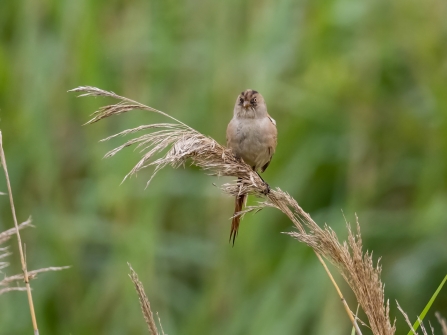 variant female Bearded Tit 8th July © Paul Paddock 2020