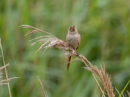 variant female Bearded Tit 8th July © Paul Paddock 2020