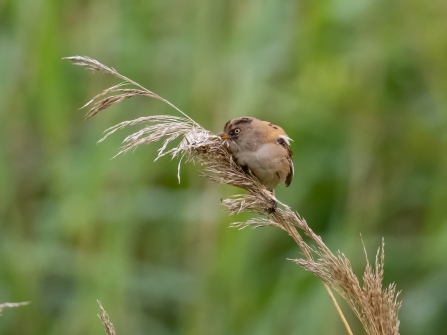 variant female Bearded Tit 8th July © Paul Paddock 2020