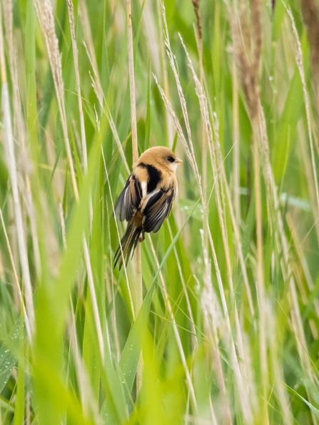 juvenile Bearded Tit 8th July © Paul Paddock 2020