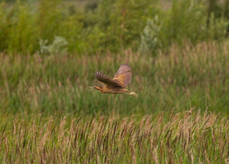 Bittern © Freddie Oxley 2020