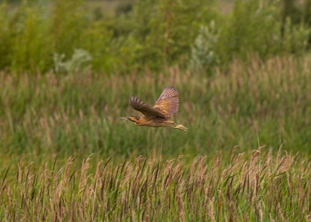 Bittern © Freddie Oxley 2020