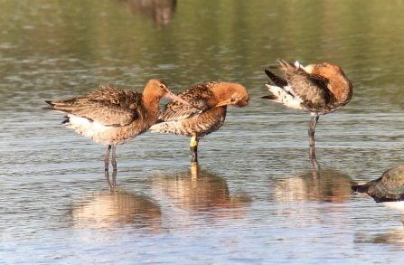 Black-tailed Godwits © Richard Scott 2020