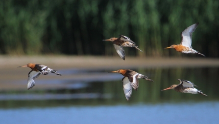 Black-tailed Godwits © Allen Holmes 2020