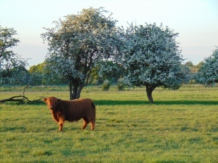 Cattle at Carr Lodge 10th May © Lynda Cristou 2020