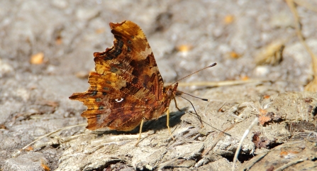 Comma © Allen Holmes 