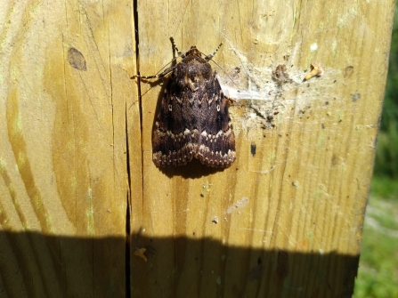 Copper Underwing © Jim Horsfall 2020