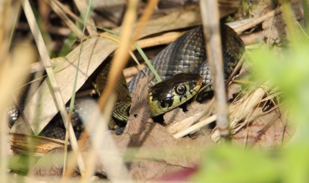 Grass Snake © Allen Holmes 2020