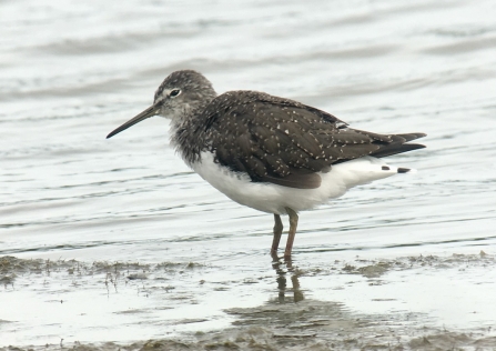 Green Sandpiper © Richard Scott 2020