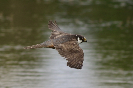 Hobby © Nidge Nilsen 2020