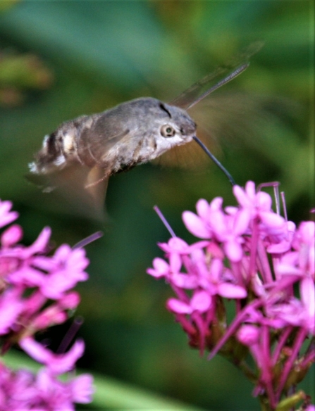 Hummingbird hawk-moth © Jon Traill