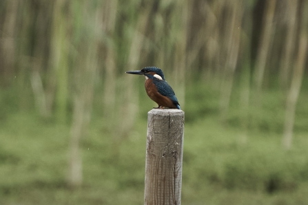 Kingfisher © Malcolm Cook 2020