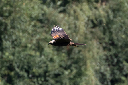 wing-tagged Marsh Harrier © Adrian Andruchiw 2020