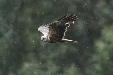 male Marsh Harrier © Malcolm Cook 2020