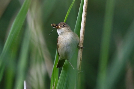 Reed Warbler © Nidge Nilsen 2020