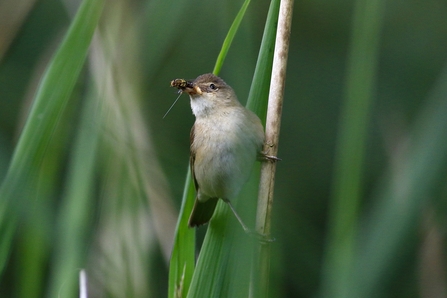 Reed Warbler © Nidge Nilsen 2020