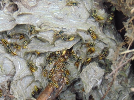 Wasps nest © Lynda Christou 2020