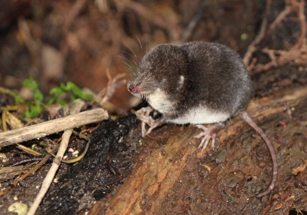 Water shrew © Jon Traill