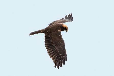 juvenile Marsh Harrier © Adrian Andruchiw 2020