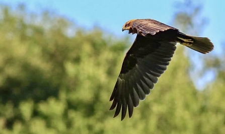 juvenile Marsh Harrier © Nidge Nilsen 2020