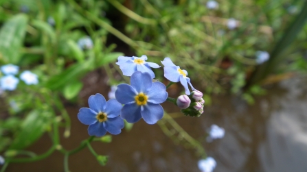 Water forget-me-not © Jon Traill