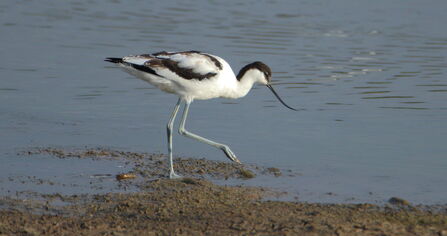 Avocet © Allen Holmes 2020