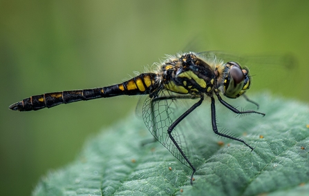 Black Darter © Darren Ward 2020