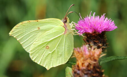 Brimstone © Allen Holmes 2020