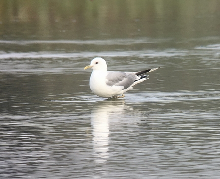 Common Gull © Richard Scott 2020