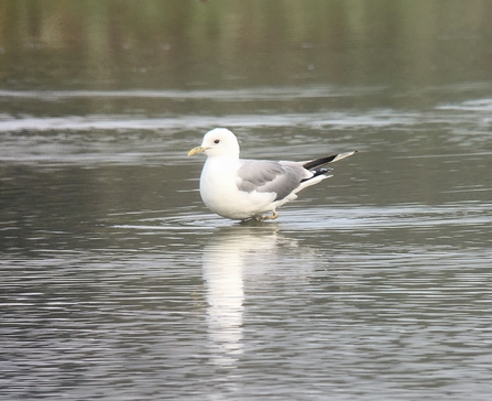 Common Gull © Richard Scott 2020