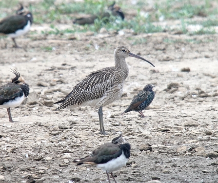 Curlew © Richard Scott 2020