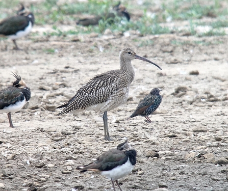 Curlew © Richard Scott 2020