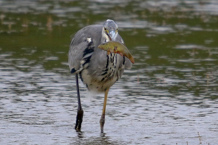 Tench speared by a Heron © Nidge Nilsen 2020